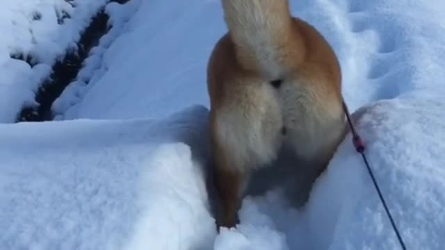 The puppy is still willing to believe that love is a happy thing