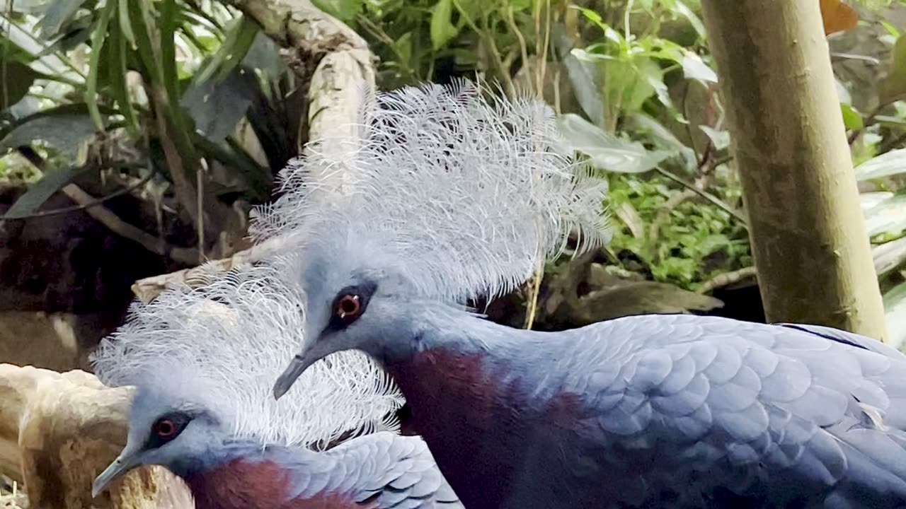 Crowned Pigeons | Aviary Birds