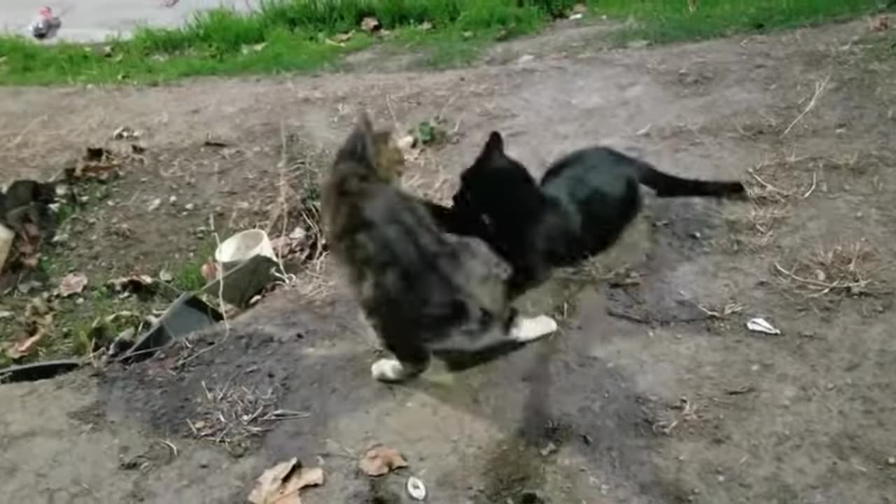 20231205 165201 Tux and WhiteBelly Crunching on the Wall and Play-wrestling