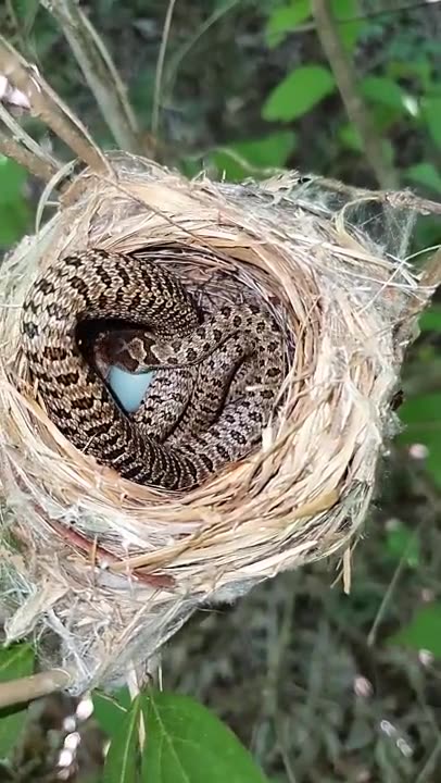 Snake in Nest