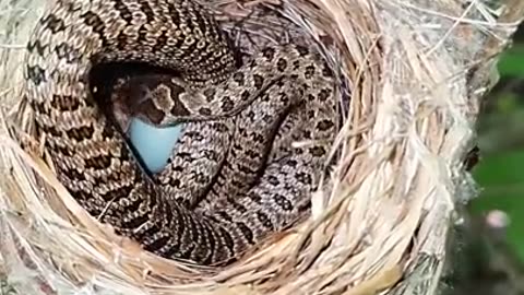 Snake in Nest