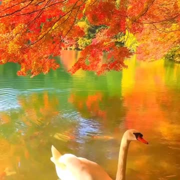 Autumn beauty 🍁🍁