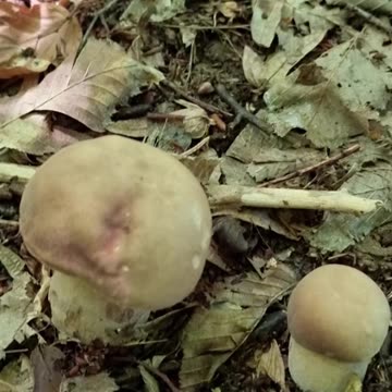 Summer Porcini Mushrooms, Boletus edulis