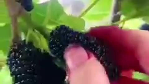 Wonderful fruit 3