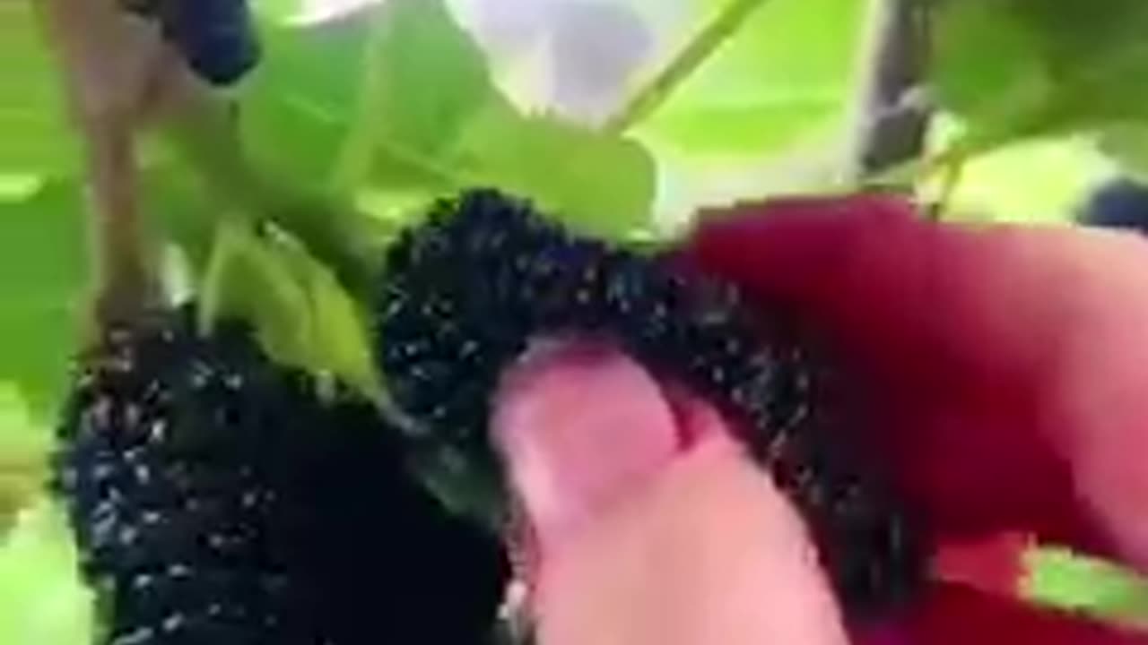 Wonderful fruit 3