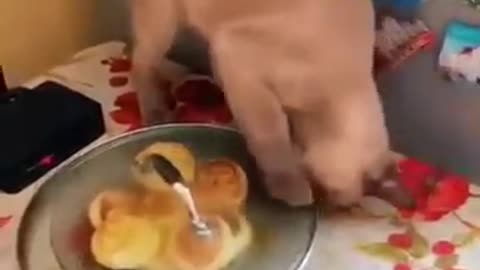 Funny animal