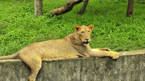 Royal Bengal Tiger and African Lion