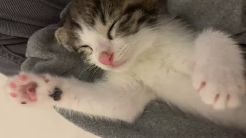 Cute pink jelly of a sleeping kitten