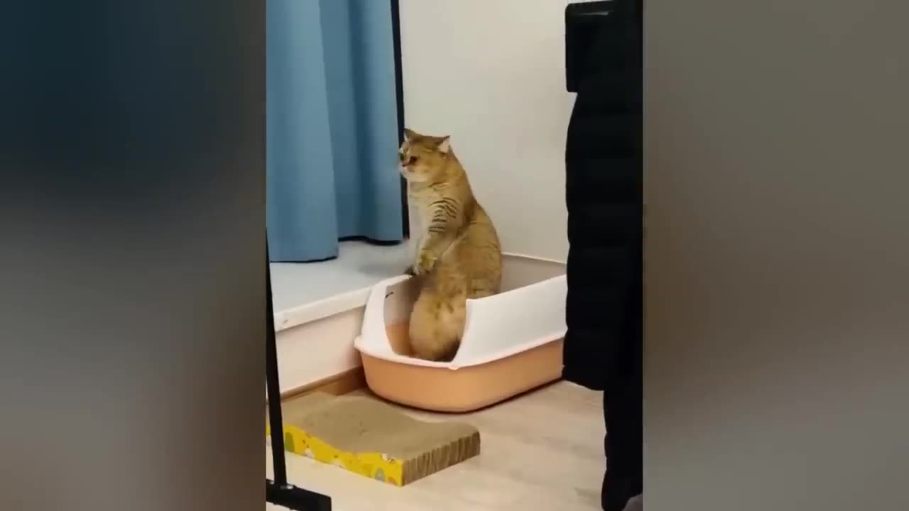 Funny Cats Try not to laugh