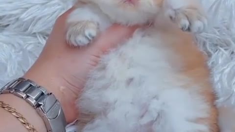 cute baby cat || baby cat,cute cat,cute baby cat,cute baby cats,cute baby,