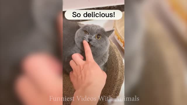 Funny animals videos