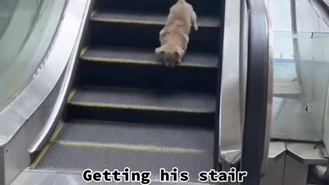 Getting his stair workout ine