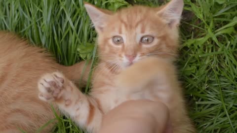 Cute Cat playing with Hand.#Animal Fair