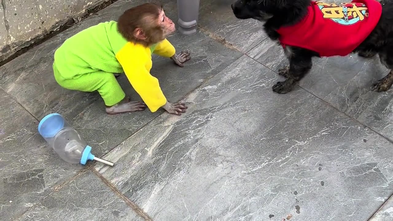 Funny Dog and Monkey Fight