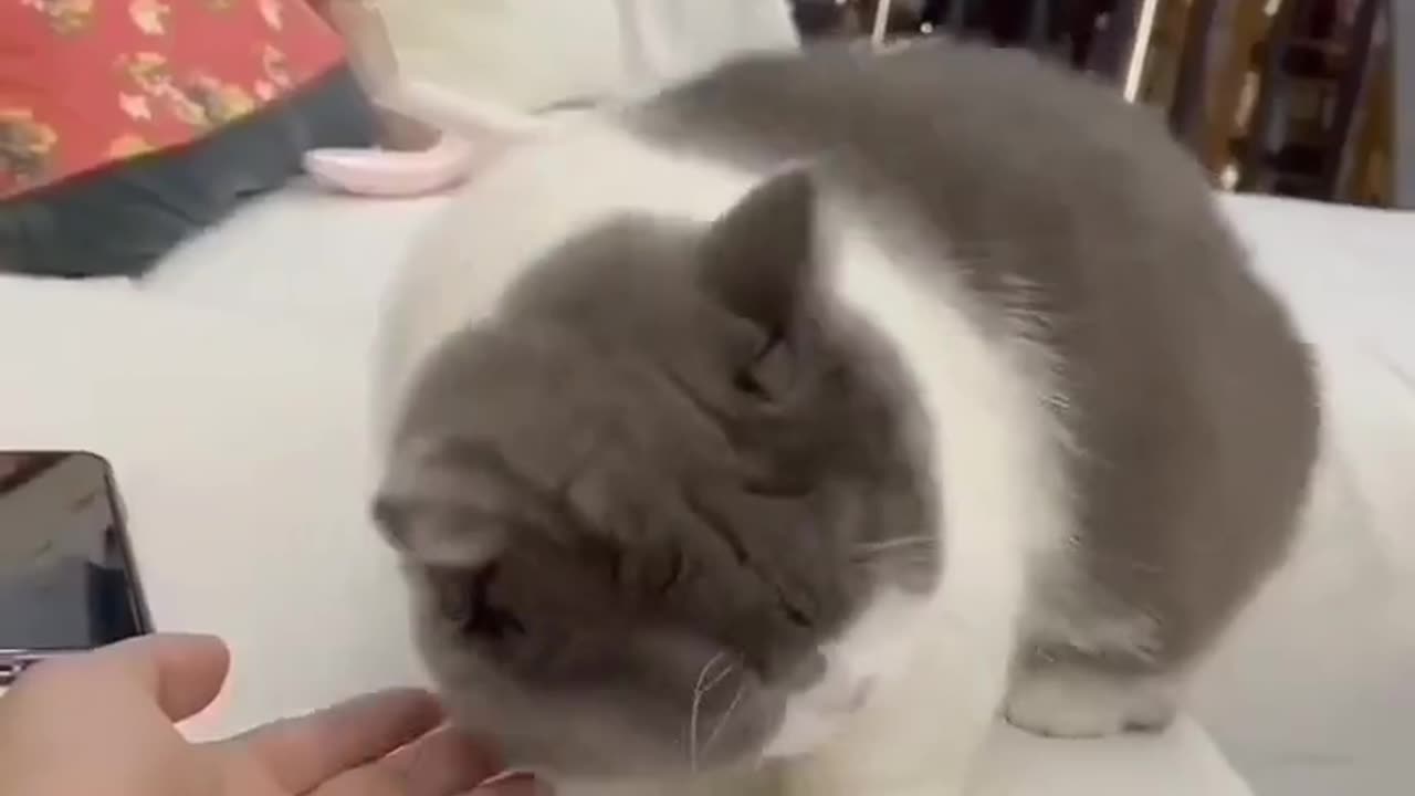 Cat 😺