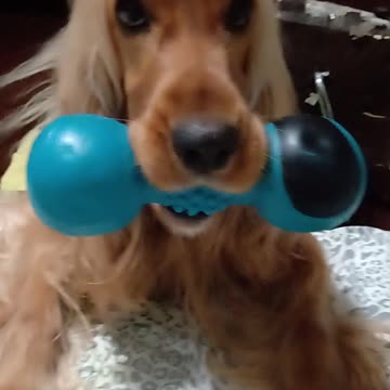 entertainment, dog, cute, pets, animals