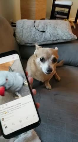 My doggie friend reacts to me whining