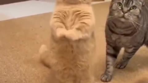 pet a cat