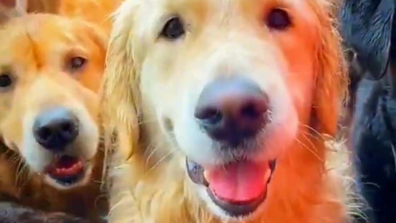 World Top Dog Frienships Videos 2022 -- Friendship Forever Dog