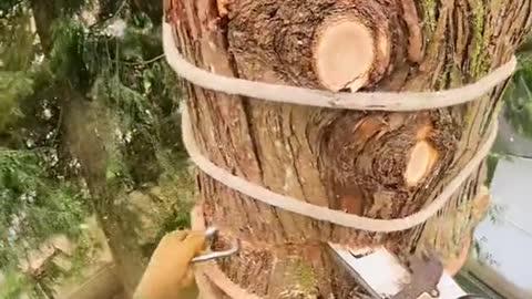 BIG CHONK #FYP #FORYOUPAGE #TREEWORK
