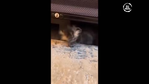 Funniest Animals New Funny Cats and Dogs Videos - Ep.24