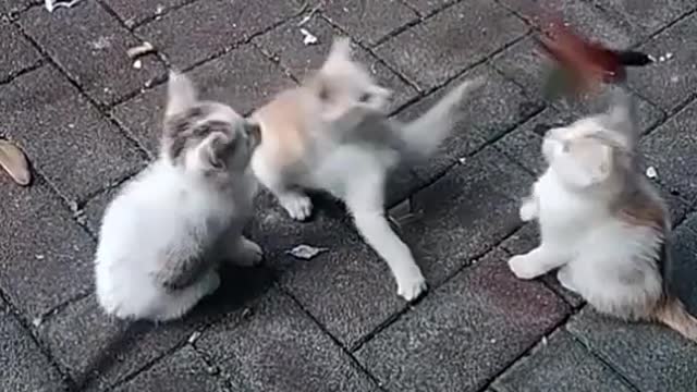 kittycat