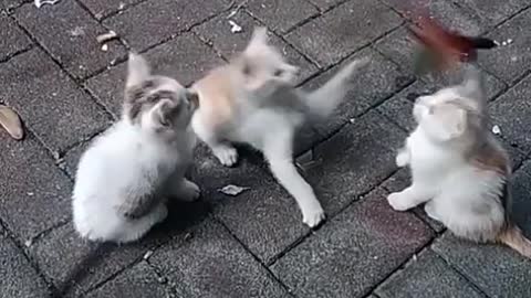 kittycat