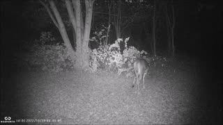 Backyard Trail Cams - Yearling Deer posing for Camera