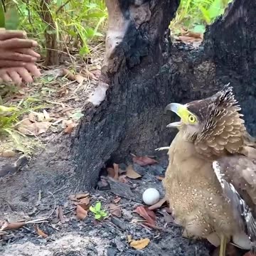 A man plays with turtles and eagles in the forest, nature ,animals ,