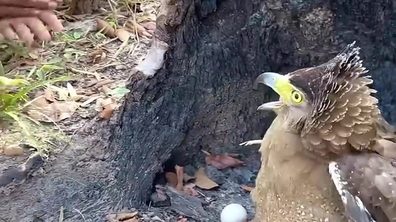 A man plays with turtles and eagles in the forest, nature ,animals ,