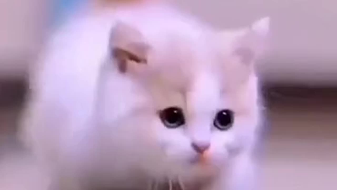 स्टायलिश walking of cat. funny video cat's.walk