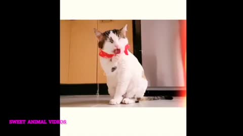 Funny dog reaction video cutest amazing cat puppiesanimal video compilation of 2022