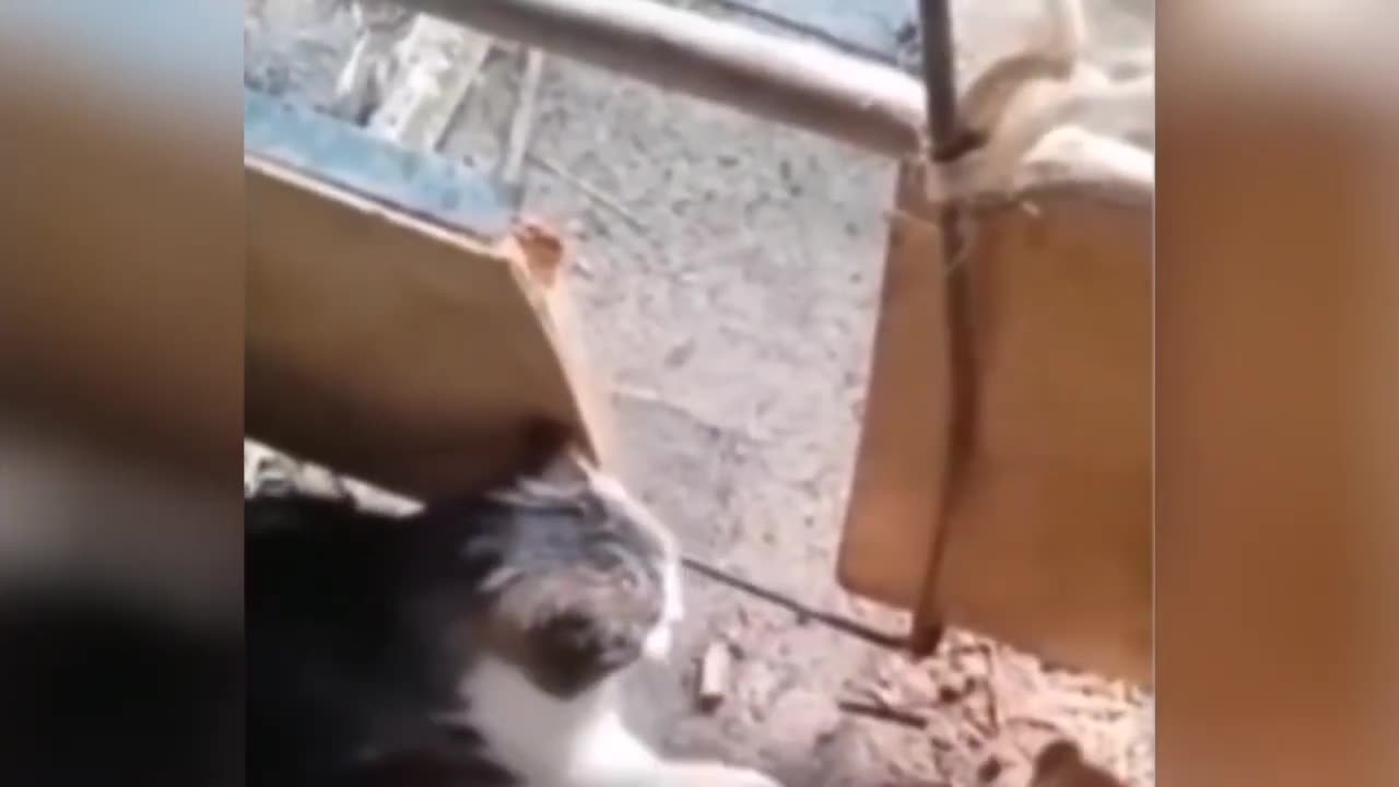 Funny Animals Compilation