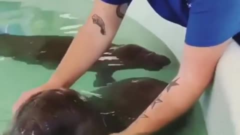 This is how you feed baby manatees