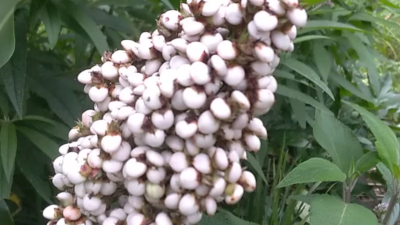 Redring Milkweed