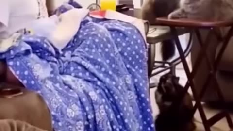 Funny cat video