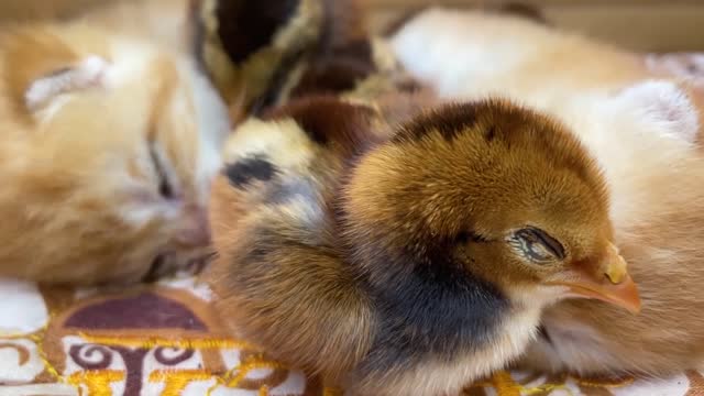 Cute kittens sleeping with chicks - cat's cutest moments