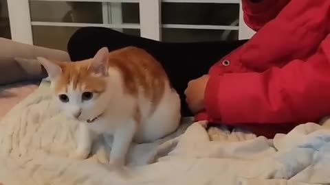 Kitty's away