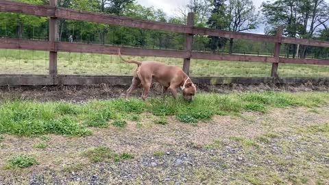 German Shepherd Attacks Pitbull :0