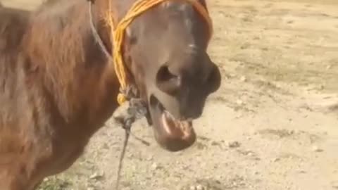 donkey laughing