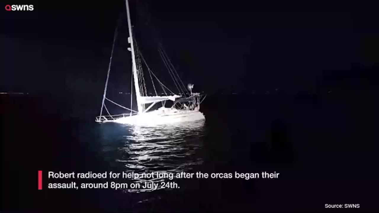 "Literal Nightmare": Killer Whales Sink $128k Boat During Attack In The Mediterranean Sea