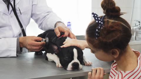 Cropped shot of a cute Boston Terrier puppy being examined by professional