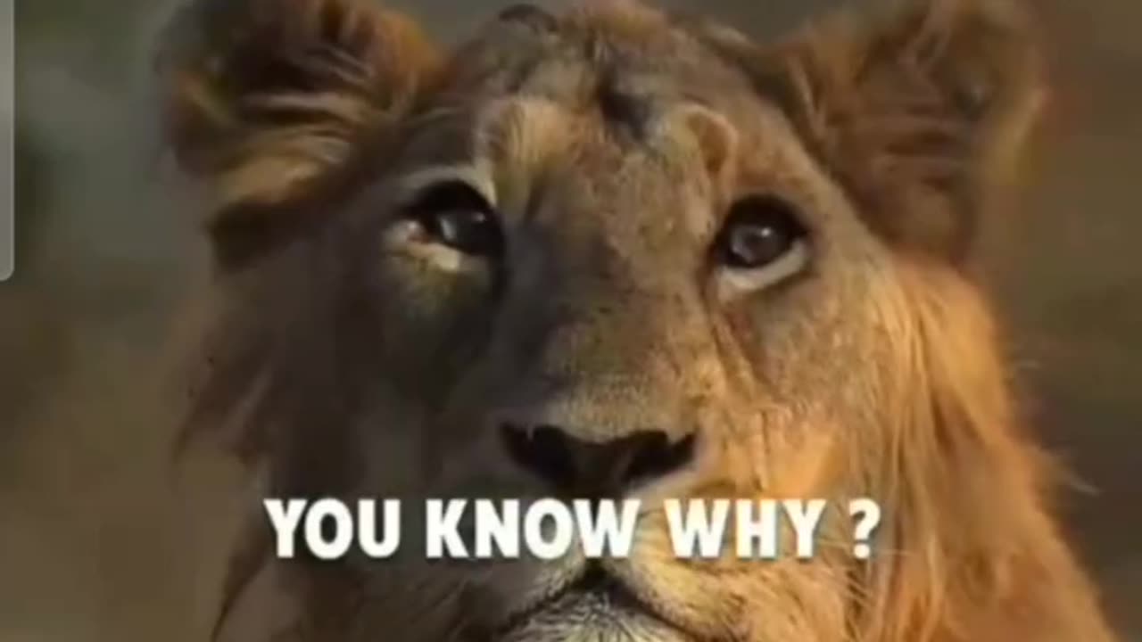 Lion Attitude Status Motivational video status