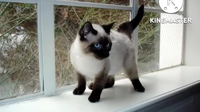 Pet animal, CAT small description
