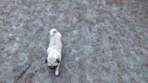 Two pugs running in the forest