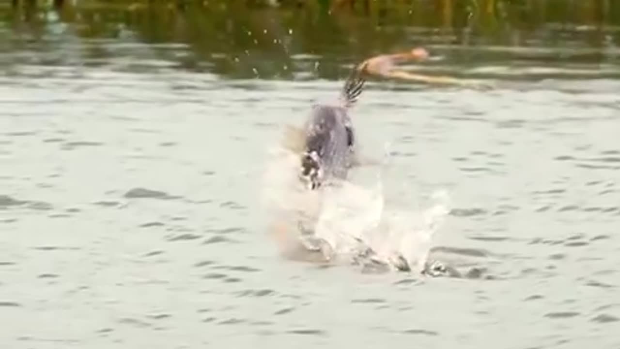 The African tigerfish has been recorded to attack and catch birds in flight!