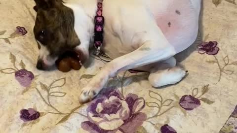 Princess has been playing with her treat - sort of