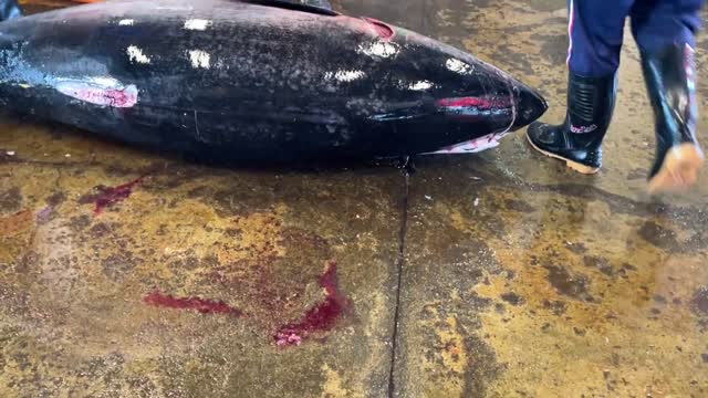 Super huge bluefin tuna cutting skills(60)