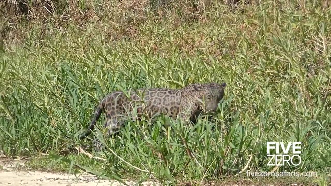 Jaguar vs Crocodile