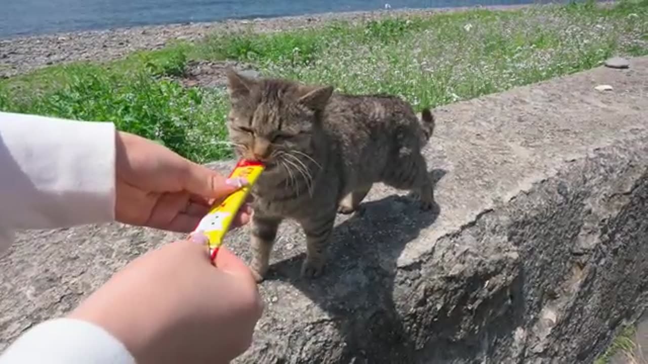 A Day on Japan’s Cat Island with 200 Cats and Wildlife